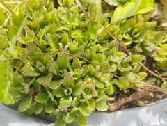 Kalanchoe