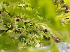 Kalanchoe