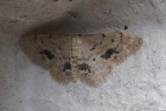 Idaea belemiata