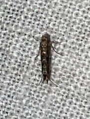 Neurobathra strigifinitella