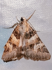 Drasteria cailino