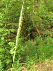 Elymus glaucus glaucus