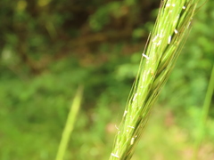 Elymus glaucus glaucus