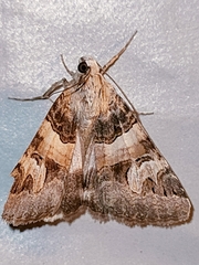 Drasteria cailino