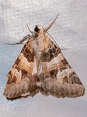 Drasteria cailino