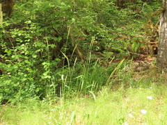 Elymus glaucus glaucus