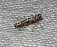Neurobathra strigifinitella