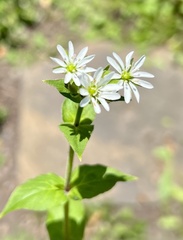 Stellaria pubera