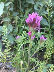 Castilleja exserta exserta
