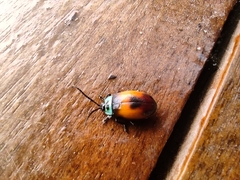 Aspicela centrimaculata