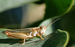 Melanoplus foedus