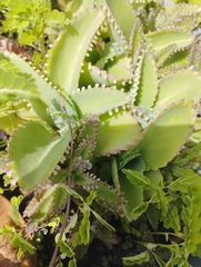 Kalanchoe