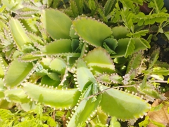 Kalanchoe