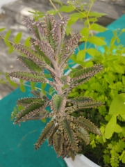 Kalanchoe