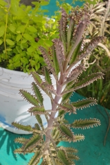 Kalanchoe