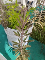 Kalanchoe