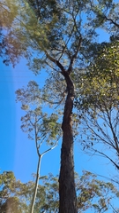 Eucalyptus piperita