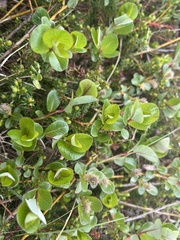 Salix fuscescens