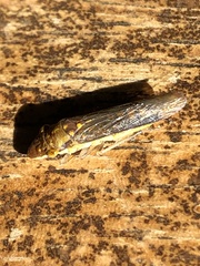 Dichrophleps truncata