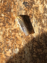 Dichrophleps truncata