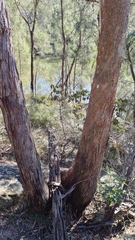 Eucalyptus piperita