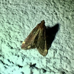 Hypsopygia intermedialis