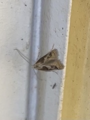 Blastodacna hellerella