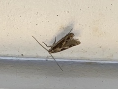 Blastodacna hellerella