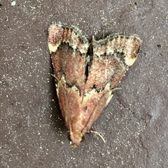 Hypsopygia intermedialis