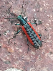 Strongylium championi