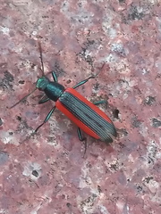 Strongylium championi