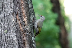 Picus canus