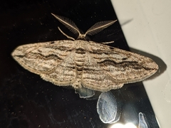 Ecleora solieraria