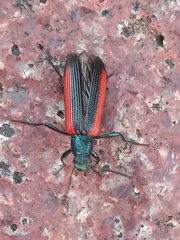 Strongylium championi