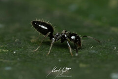 Technomyrmex sophiae