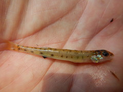 Ammocrypta vivax