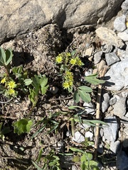 Sibbaldia procumbens