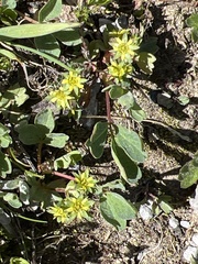 Sibbaldia procumbens