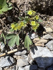 Sibbaldia procumbens