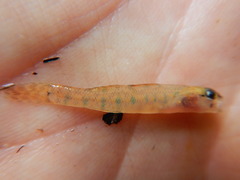 Etheostoma gracile