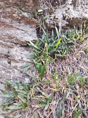 Elaphoglossum gayanum