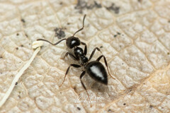 Technomyrmex sophiae