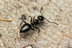 Technomyrmex sophiae