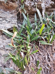 Elaphoglossum gayanum