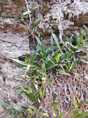 Elaphoglossum gayanum