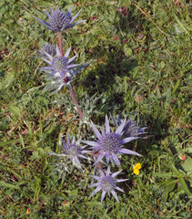 Eryngium bourgatii