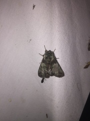 Macrurocampa marthesia
