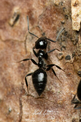 Technomyrmex sophiae