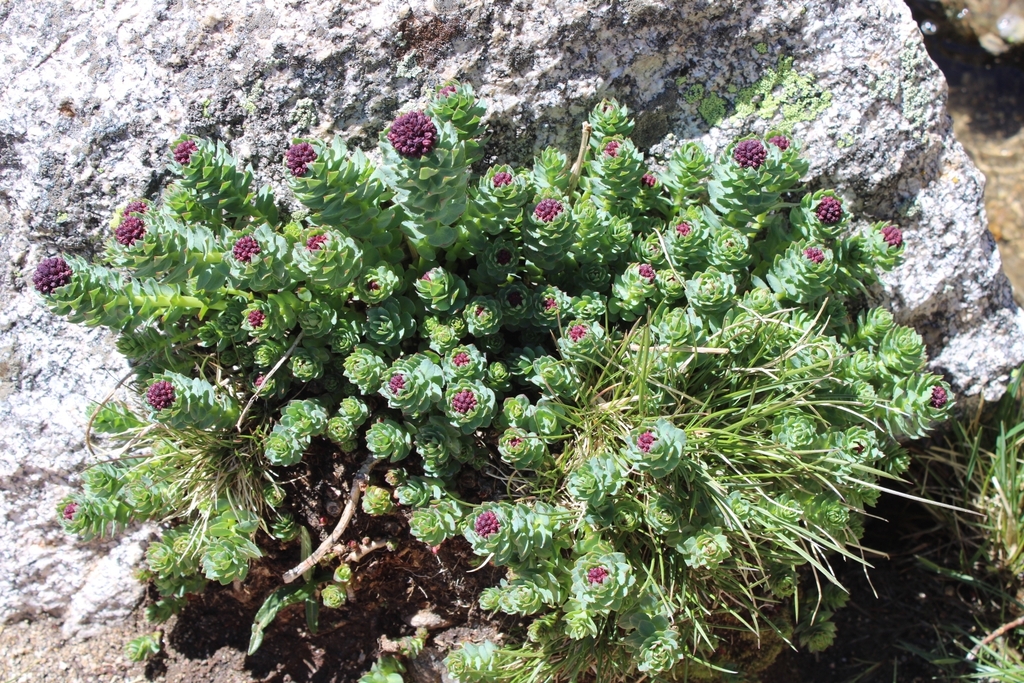 Sedum alaskanum (Rose) J.K.Henry 2