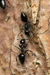 Technomyrmex sophiae